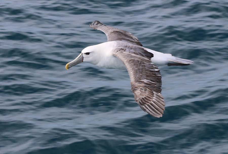 Phillip Island: Whale Watching Boat Tour - Tea, coffee, and cake on the water