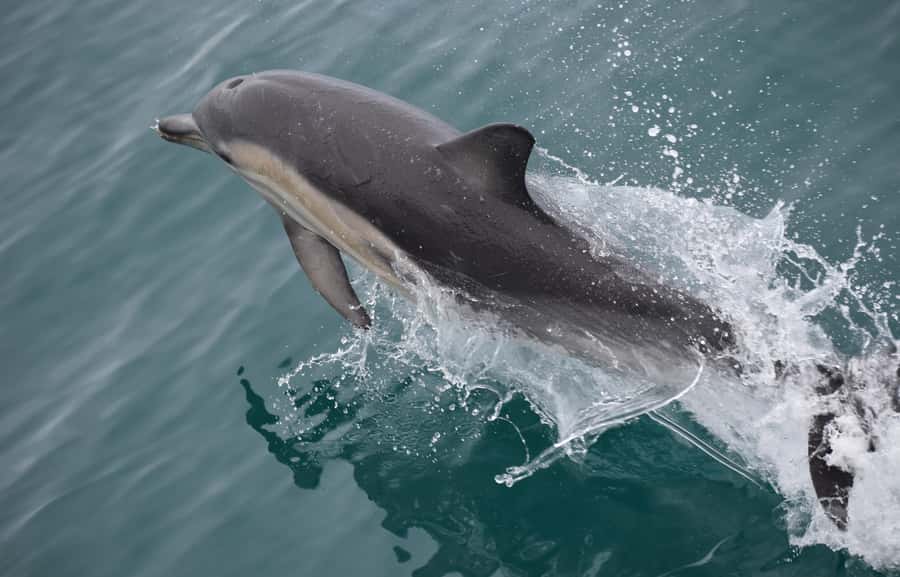 Phillip Island: Whale Watching Boat Tour - The $126 price and what you receive
