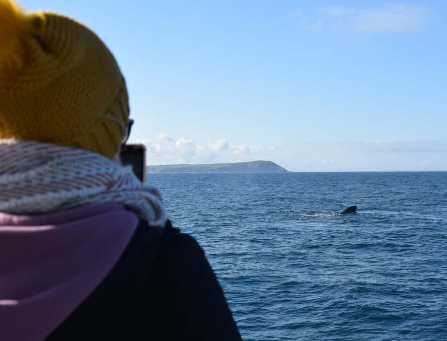 Phillip Island: Whale Watching Boat Tour - Watching for a blow, fin, or tail
