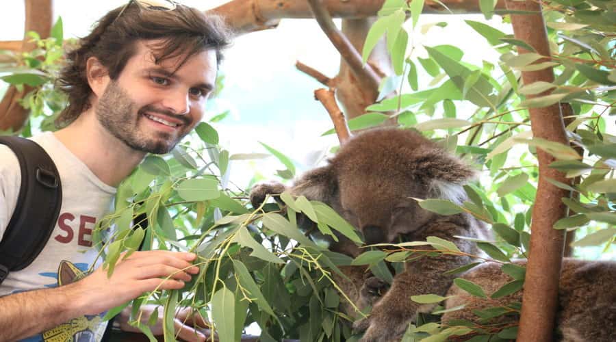 Pinnacles, Koalas & Sandboarding Tour Day Trip from Perth - Why this Perth day trip packs in so much