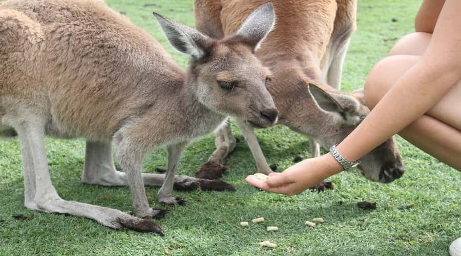 Pinnacles, Koalas & Sandboarding Tour Day Trip from Perth - Cervantes lobster processing and fish and chips