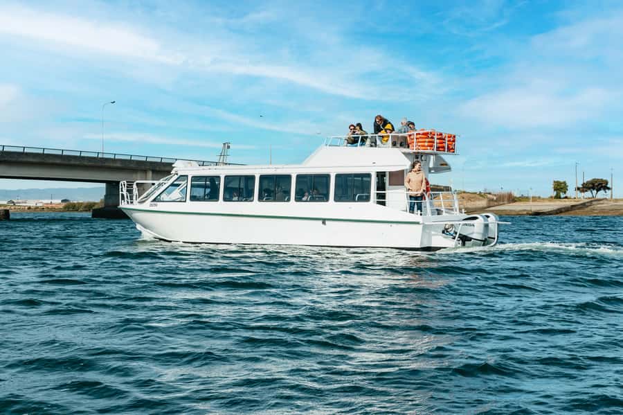 Port Adelaide: Dolphin and Ships Graveyard Cruise - My verdict: book it for the river, ships, and possible dolphins