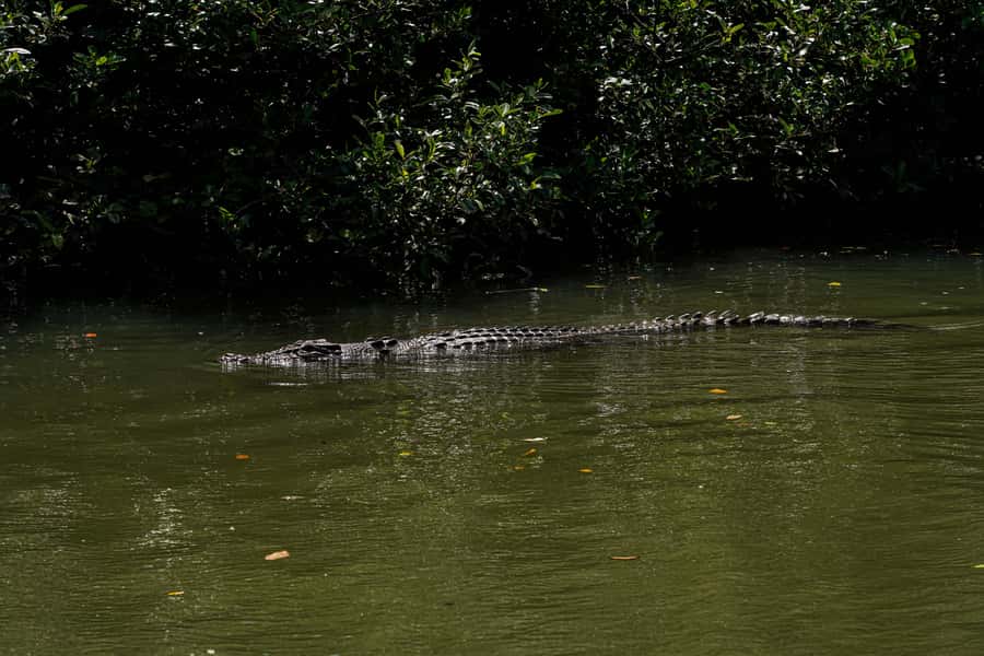 Port Douglas: Afternoon Daintree Tour w/ Wildlife Cruise - The Mossman Gorge Swim Depends on Nature