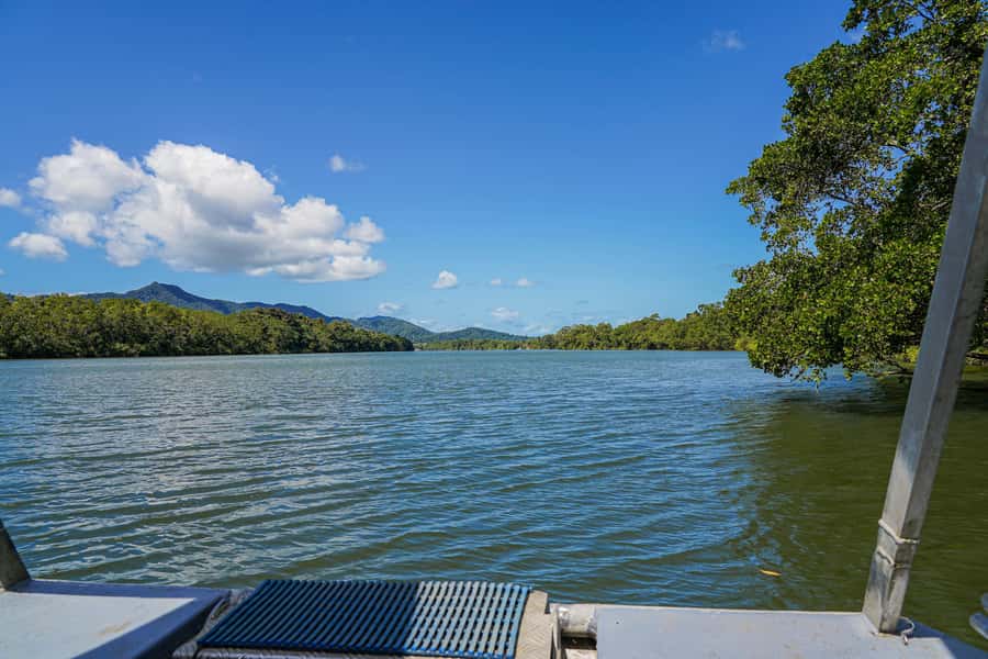 Port Douglas: Afternoon Daintree Tour w/ Wildlife Cruise - Who Should Book This Afternoon Tour?