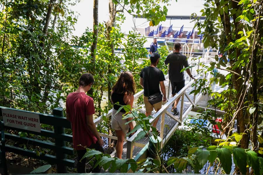 Port Douglas: Afternoon Daintree Tour w/ Wildlife Cruise - Looking for Crocodiles on the Daintree River