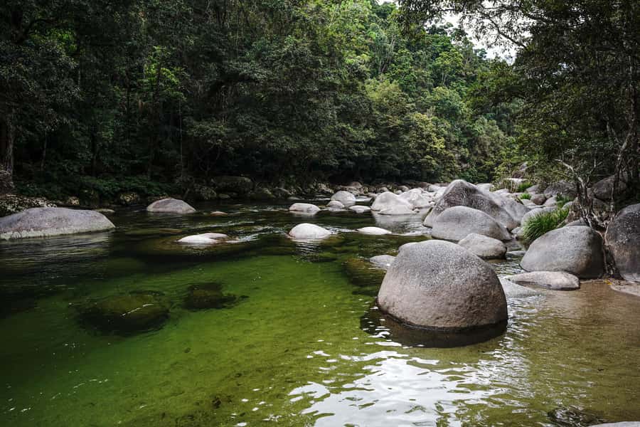 Port Douglas: Best of Daintree Rainforest Day Tour - A Daintree River cruise for crocodiles and birdlife