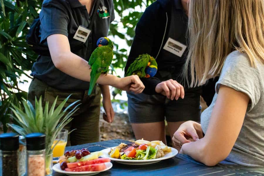 Port Douglas: Breakfast with the Birds - A morning meal with wings at Curlew Café