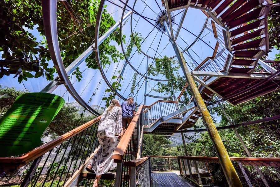 Port Douglas: Breakfast with the Birds - Koalas overhead and kangaroos at hand