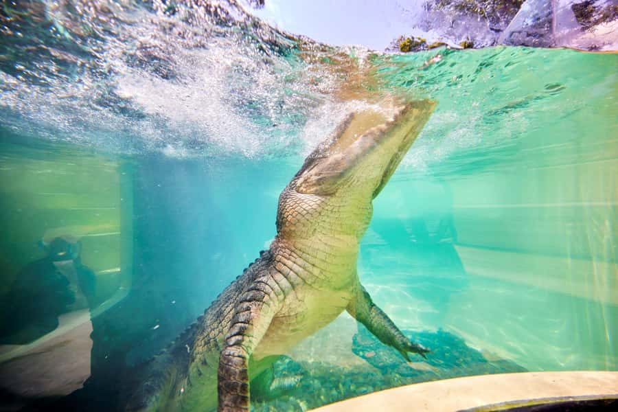 Port Douglas: Breakfast with the Birds - Why the five-day ticket changes the value