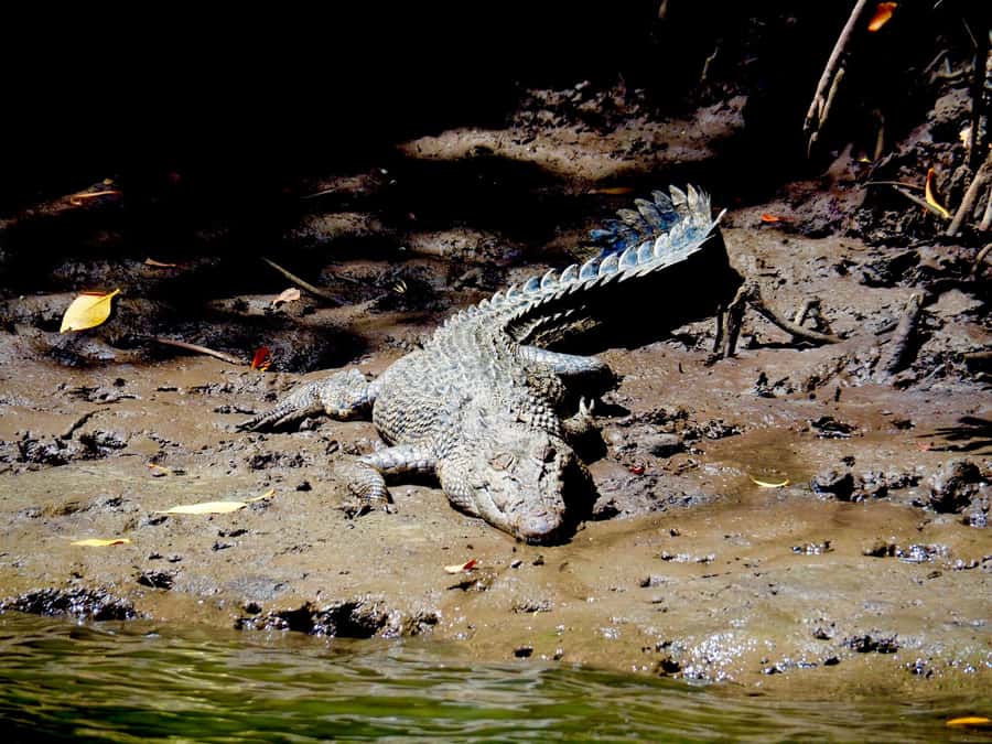 Port Douglas: Daintree Rainforest and Cape Tribulation Tour - Key points at a glance