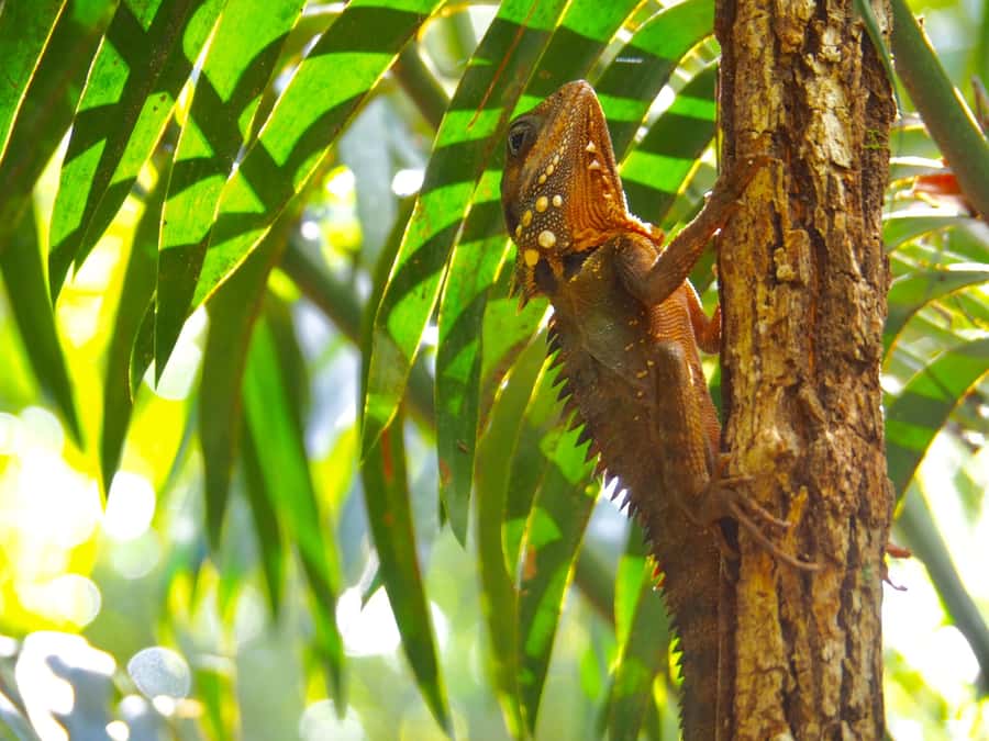 Port Douglas: Daintree Rainforest and Cape Tribulation Tour - Looking for crocodiles on Cooper Creek