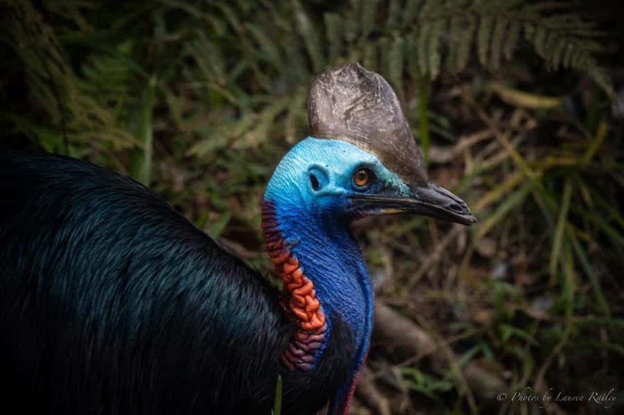 Port Douglas: Daintree Rainforest and Mossman Gorge Tour - Key points to know before you book