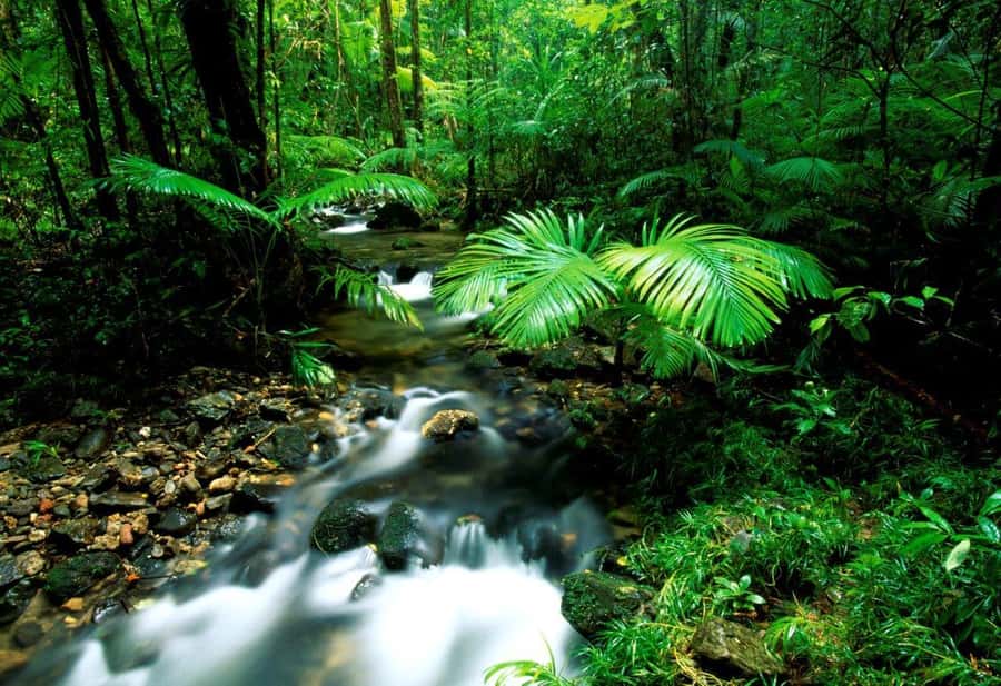 Port Douglas: Daintree Rainforest and Mossman Gorge Tour - Transport, pace and group size
