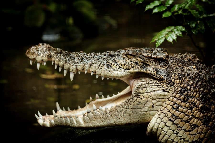 Port Douglas: Daintree Rainforest and Mossman Gorge Tour - A Daintree River cruise in crocodile country