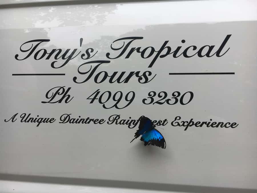 Port Douglas: Daintree Rainforest and Mossman Gorge Tour - Alexandra Lookout and the road to Cape Tribulation