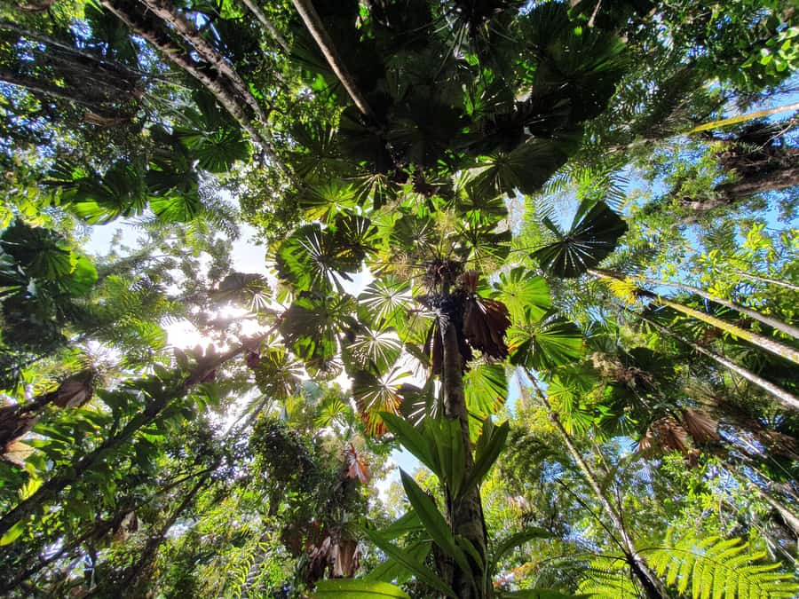 Port Douglas: Daintree Rainforest and Mossman Gorge Tour - The creek swim and BBQ lunch