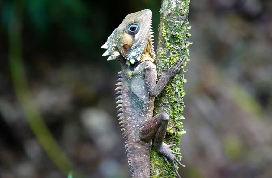 Port Douglas: Daintree Rainforest and Mossman Gorge Tour - Mossman Gorge: granite, water and a proper first walk