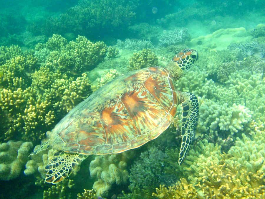 Port Douglas: Half-Day Low Island and Lagoon Snorkeling Tour - The 15-minute speedboat ride from Port Douglas