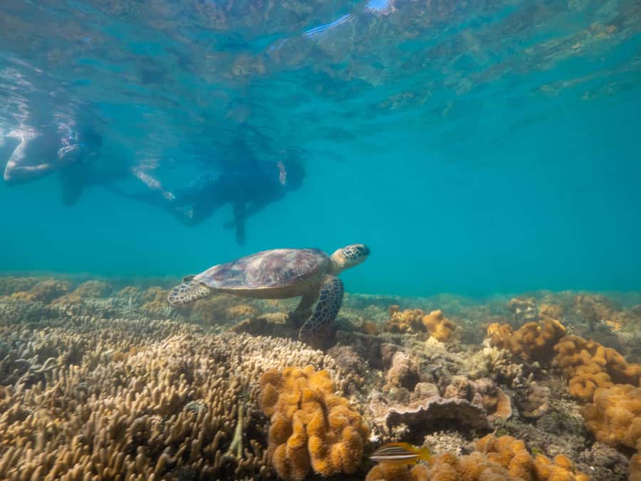 Port Douglas: Low Isles Glass Bottom Boat & Snorkeling Tour - Snorkeling the calm lagoon
