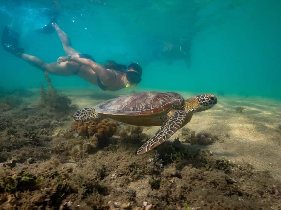Port Douglas: Low Isles Glass Bottom Boat & Snorkeling Tour - How the crew handles beginners and families