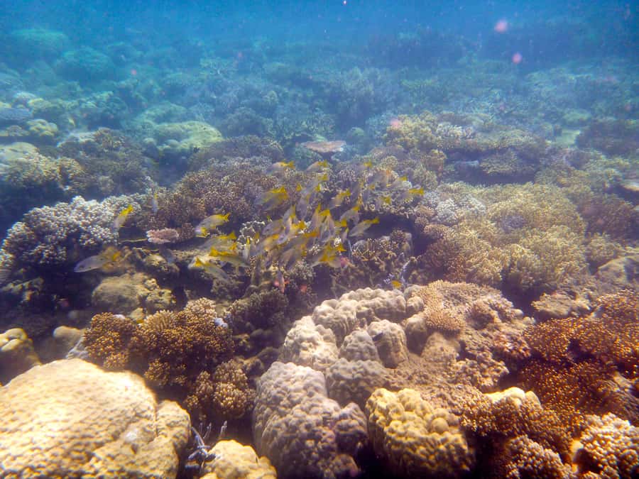 Port Douglas: Low Isles Reef Snorkeling Tour - Key points at a glance