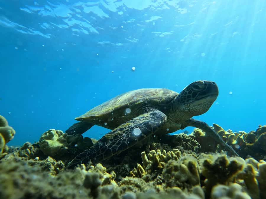 Port Douglas: Low Isles Reef Snorkeling Tour - Low Isles brings calm water and real reef life