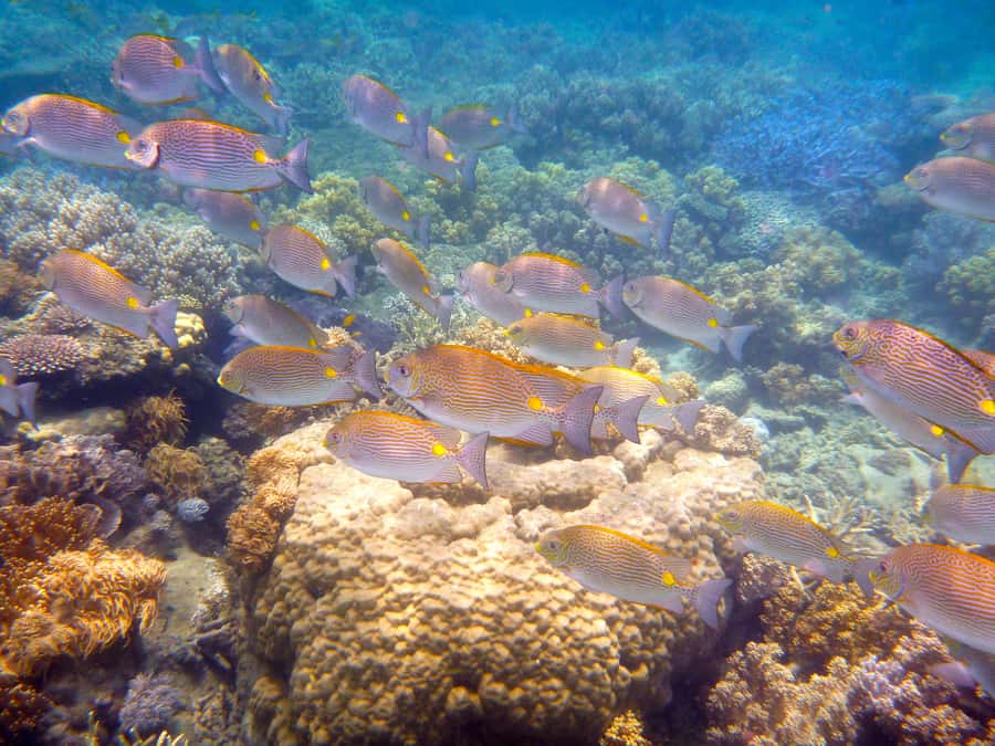 Port Douglas: Low Isles Reef Snorkeling Tour - Snorkeling time is the heart of the outing
