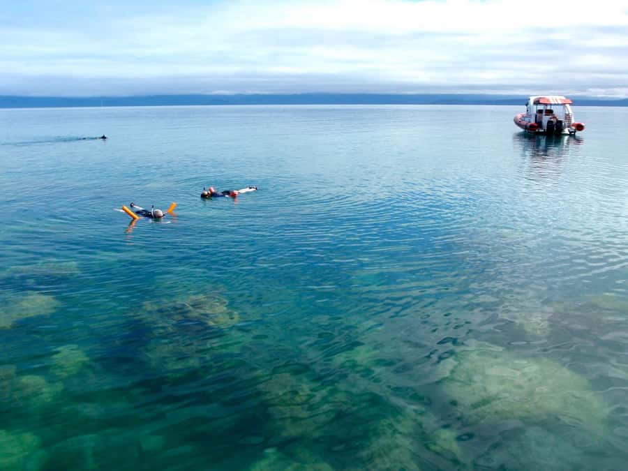 Port Douglas: Low Isles Reef Snorkeling Tour - What to bring and what to expect on the day