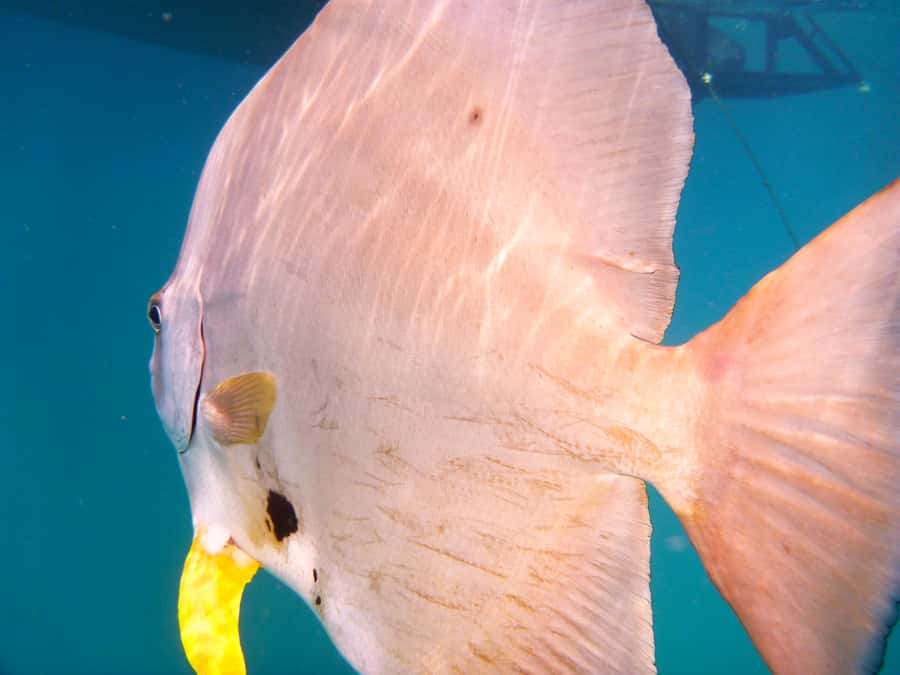 Port Douglas: Low Isles Reef Snorkeling Tour - From Crystalbrook Marina to the reef