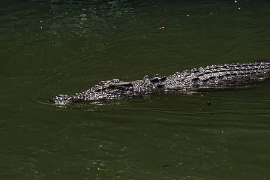 Port Douglas: Morning Daintree Tour w/ Wildlife Cruise - Mossman Gorge brings the tour into the forest