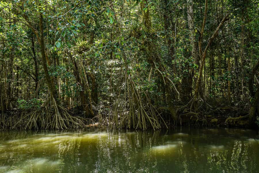 Port Douglas: Morning Daintree Tour w/ Wildlife Cruise - The guides can shape the whole morning