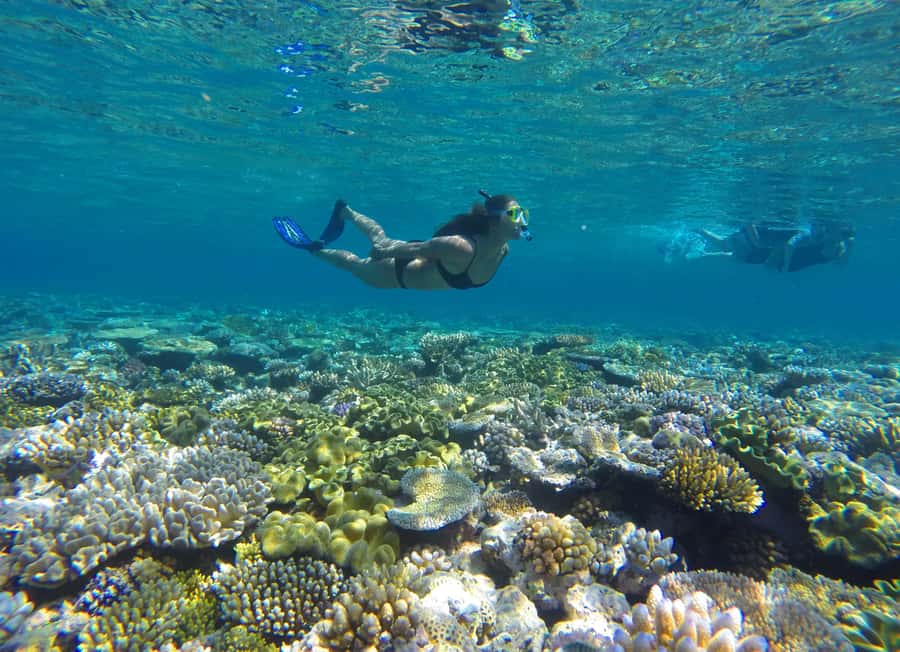 Port Douglas: Outer Barrier Reef Snorkel and Dive Options - The first reef stop: getting comfortable in the water