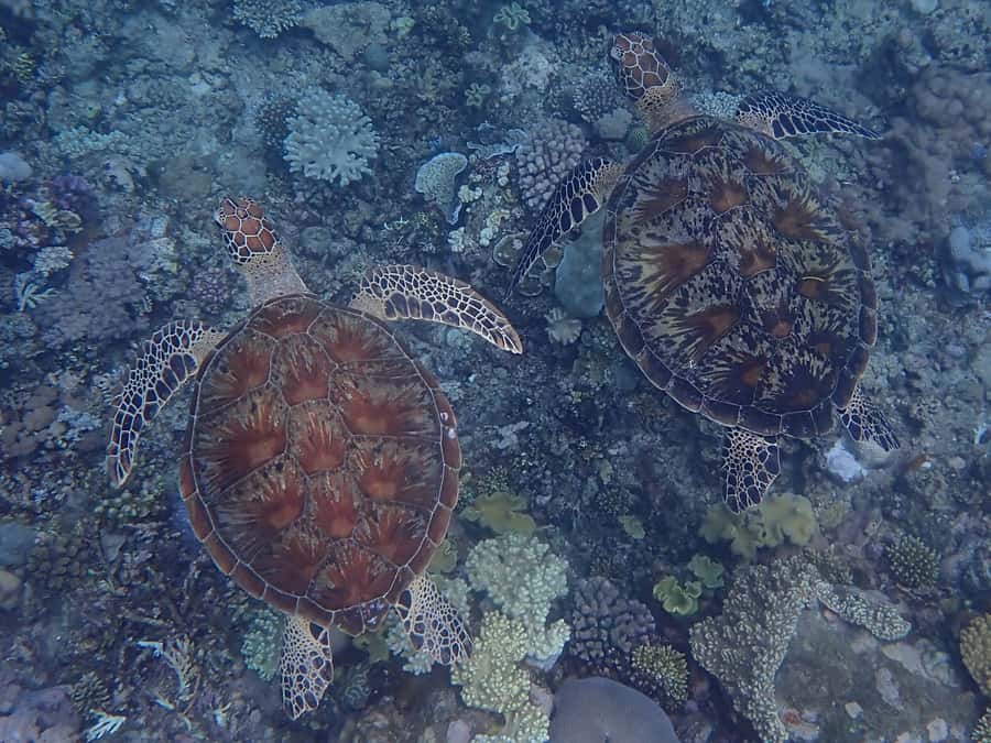 Port Douglas: Outer Great Barrier Reef Snorkeling Cruise - Is $210 good value?