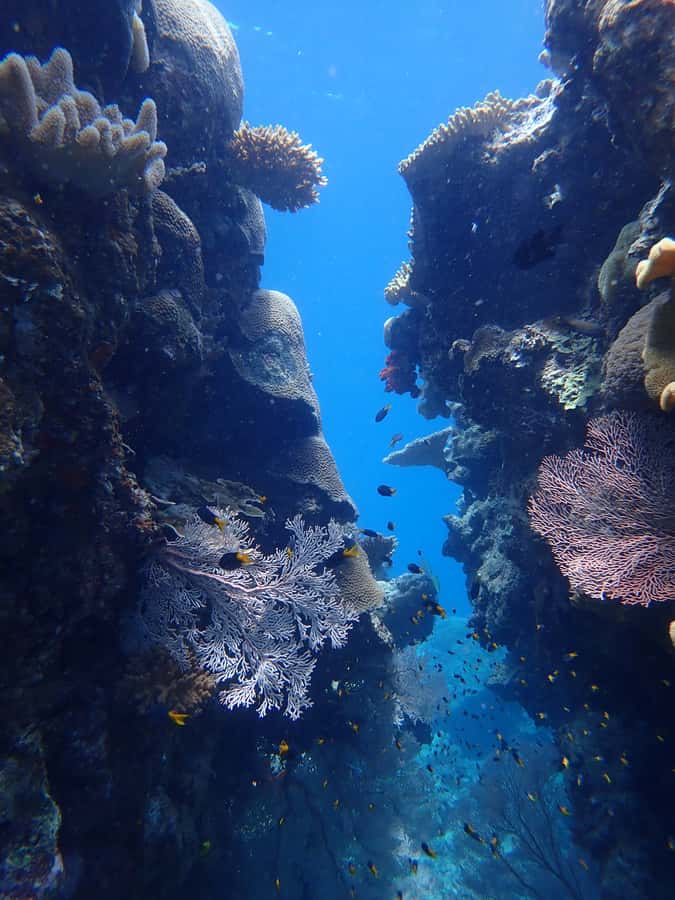 Port Douglas: Outer Great Barrier Reef Snorkeling Cruise - First reef stop: settling into the water