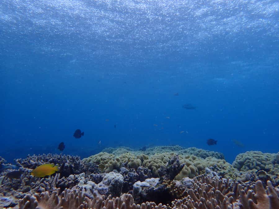 Port Douglas: Outer Great Barrier Reef Snorkeling Cruise - The second site and guided reef spotting