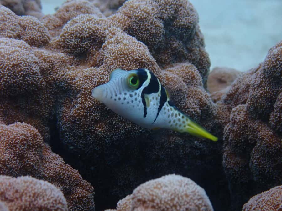 Port Douglas: Outer Great Barrier Reef Snorkeling Cruise - The third site and time for free exploration