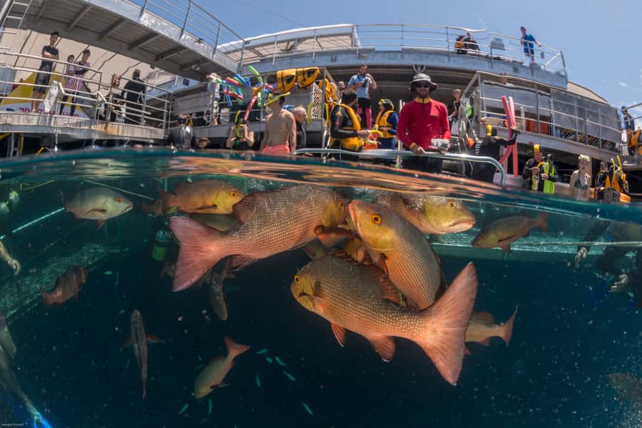 Port Douglas: Quicksilver Outer Barrier Reef Full-Day Cruise - How safe and well organized is the experience?
