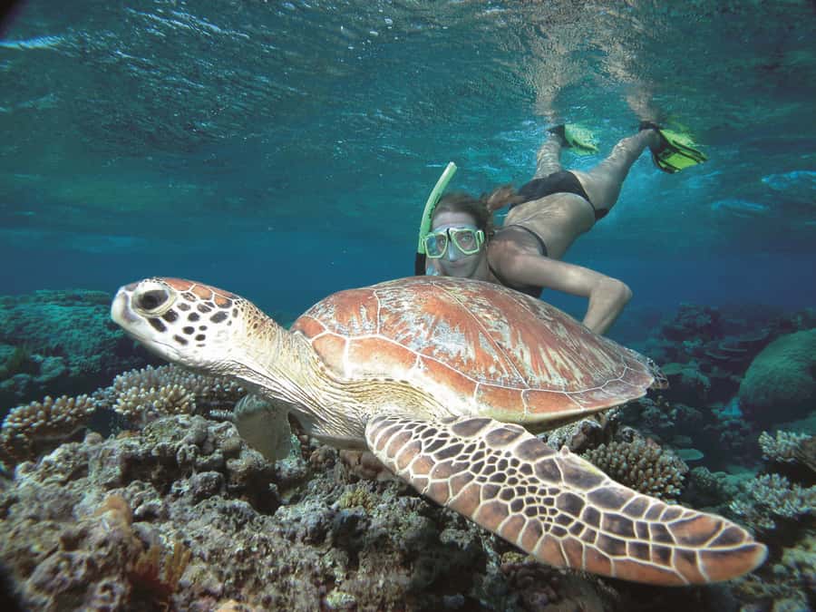 Port Douglas: Reef & Low Isles Cruise on Luxury Catamaran - The afternoon choice and sail back to Port Douglas