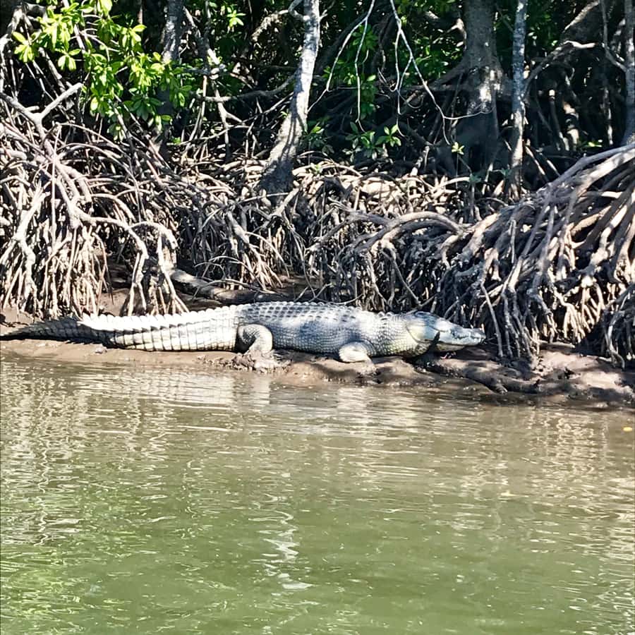 Port Douglas: River Cruise, Crocodile Spotting, Drink/ Snack - Key points to know before you go