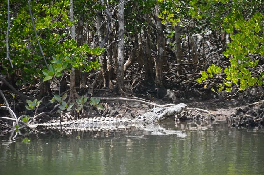 Port Douglas: River Cruise, Crocodile Spotting, Drink/ Snack - Mountains, islands, and the harbor view
