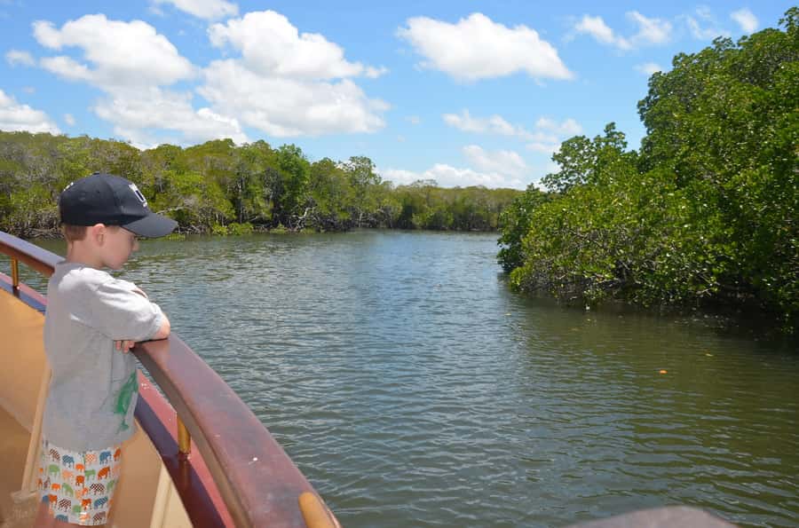 Port Douglas: River Cruise, Crocodile Spotting, Drink/ Snack - The family and accessibility picture