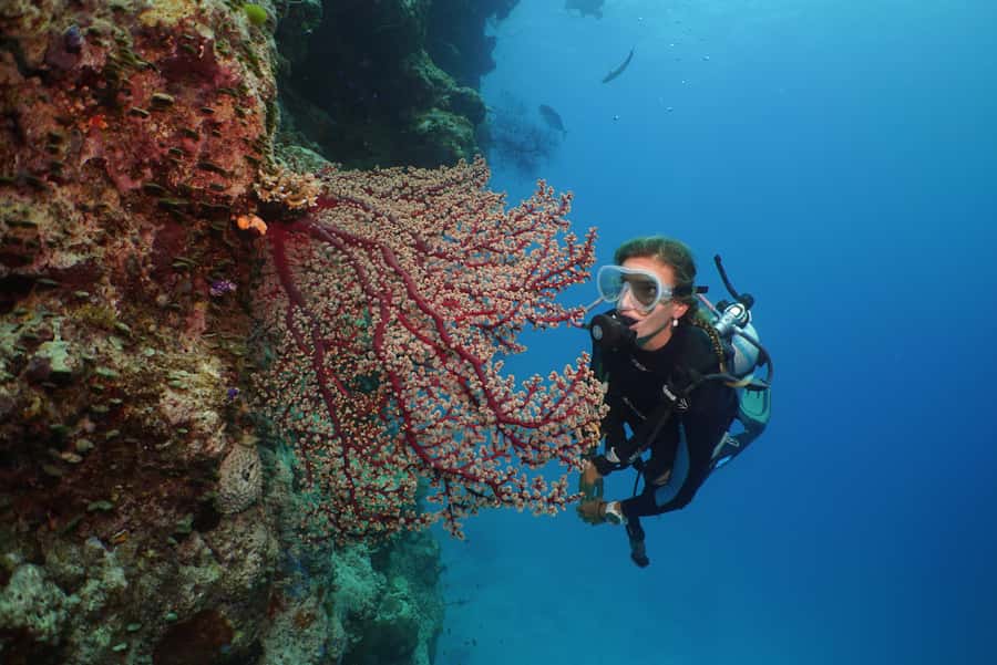 Port Douglas: Silversonic Great Barrier Reef Dive & Snorkel - Food and comfort during the eight-hour schedule