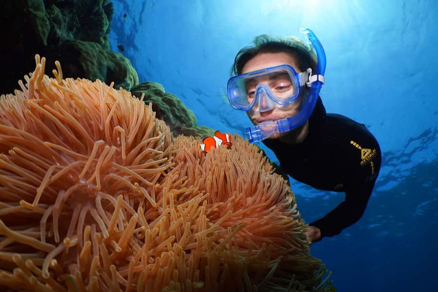 Port Douglas: Silversonic Great Barrier Reef Dive & Snorkel - Three reef stops, three chances to see something different