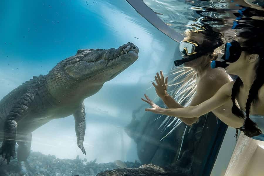 Port Douglas: Wildlife Habitat Swim with Crocodiles - What the underwater viewing is really like