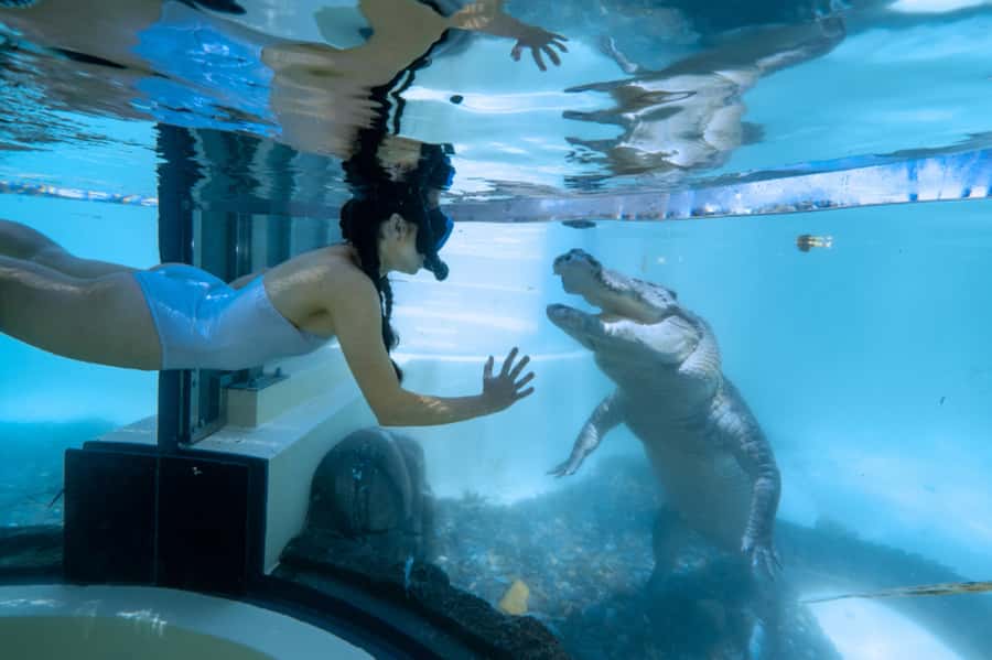 Port Douglas: Wildlife Habitat Swim with Crocodiles - Practical planning for your Port Douglas day