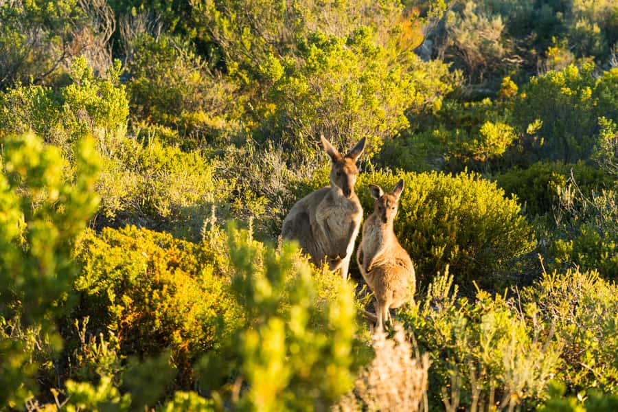 Port Lincoln: Coffin Bay Seafood, Wine, and Nature Day Trip - Morning tea, local stories, and flexible guiding
