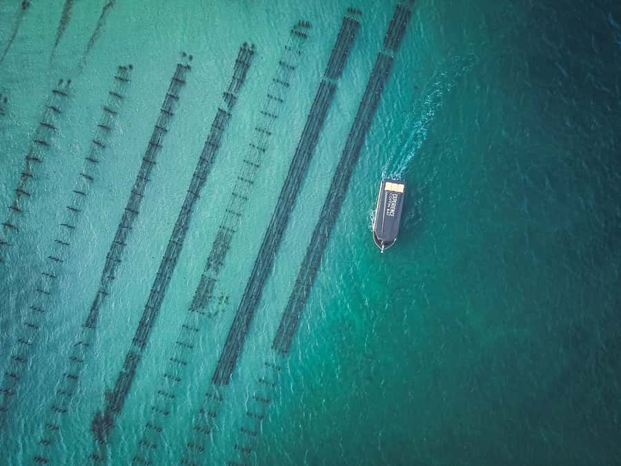 Port Lincoln: Coffin Bay Seafood, Wine, and Nature Day Trip - The morning cruise to Coffin Bay oyster beds