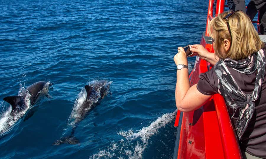 Port Stephens: 1hr Dolphin Watch Express - Meeting the red boat at Nelson Bay