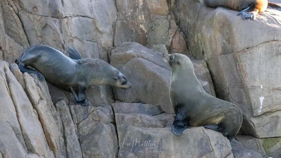 Port Stephens: 2.5-Hour Whale Watching & Outer Island Cruise - Key points to know before you book