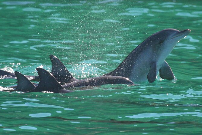 Port Stephens: Dolphin Discovery Cruise - The boom net is the family favorite